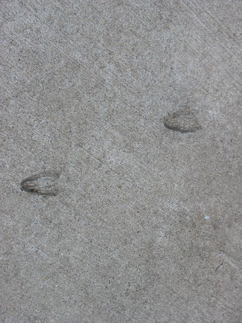 What animal is this?