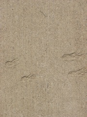Third tracks