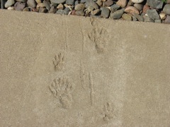 Still more tracks
