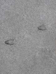What animal is this?