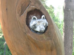 A raccoon?
