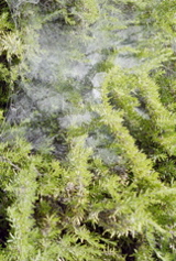 Spiderwebs on a bush