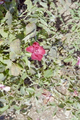 Flowers in Rose Garden