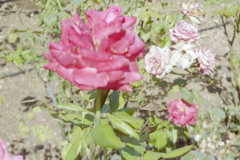 Rose at Rose Garden