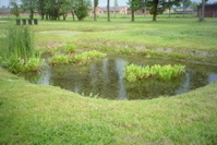 Ashy Pond at Birkenau