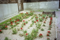 Roses outside Crematorium at Majdanek