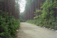 Memorial Trees at Sobibor