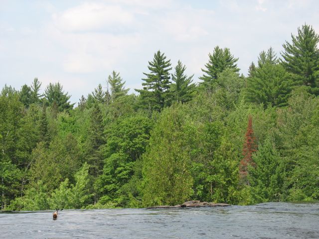 Trees at Bond Falls