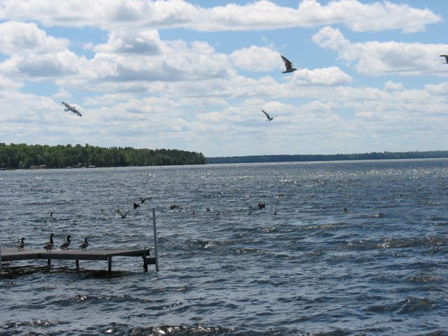 Birds over the lake in Phelps