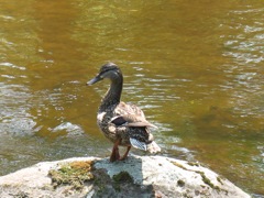 Duck at Bond Falls