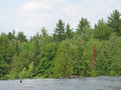 Trees at Bond Falls