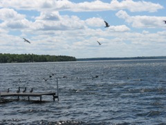 Birds over the lake in Phelps