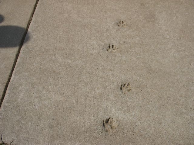 Animal Tracks!
