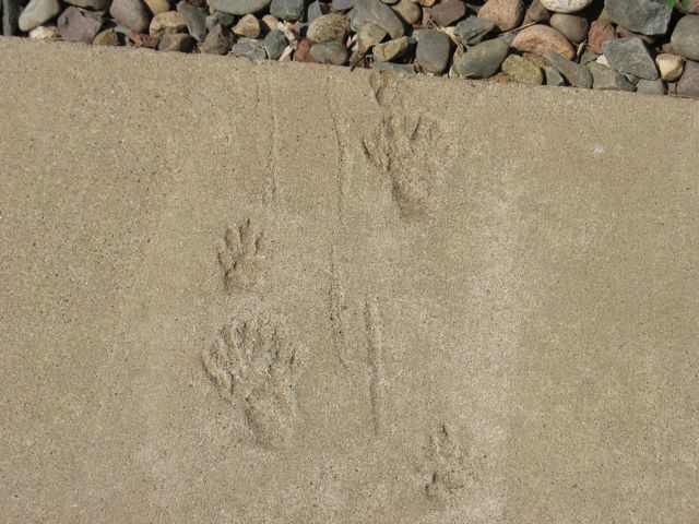 Still more tracks