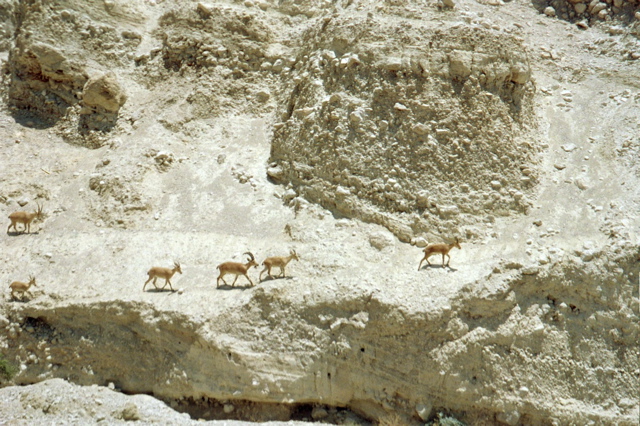 Ibex!