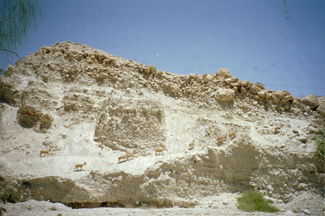 Ibex at Ein Gedi