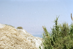 Ein Gedi