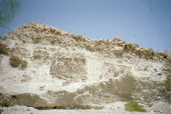Ibex at Ein Gedi