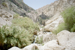 Nahal David