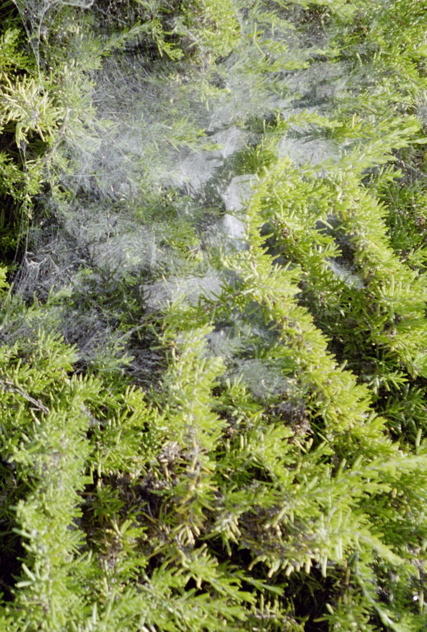 Spiderwebs on a bush
