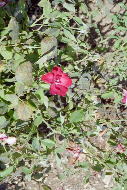 Flowers in Rose Garden