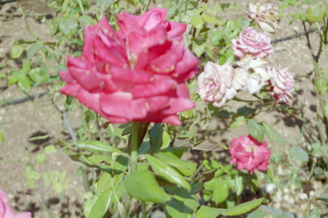 Rose at Rose Garden