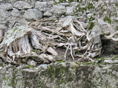 Scary Tree stumps