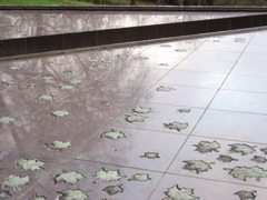 The maple leaves