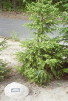 Memorial Tree at Sobibor