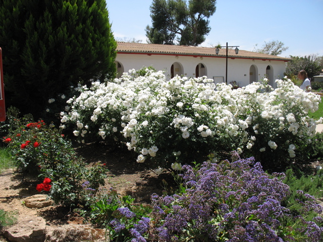 White Roses outside of the first mo'adon