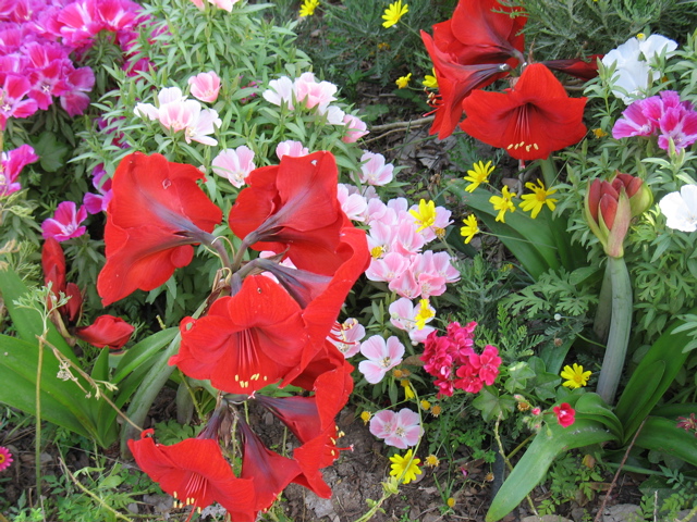 Red flowers
