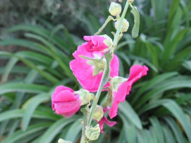 Pink flowers