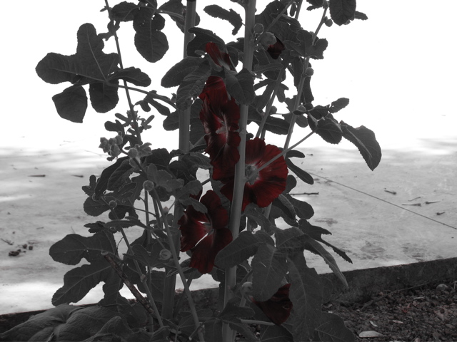 Red flowers outside of the dining room