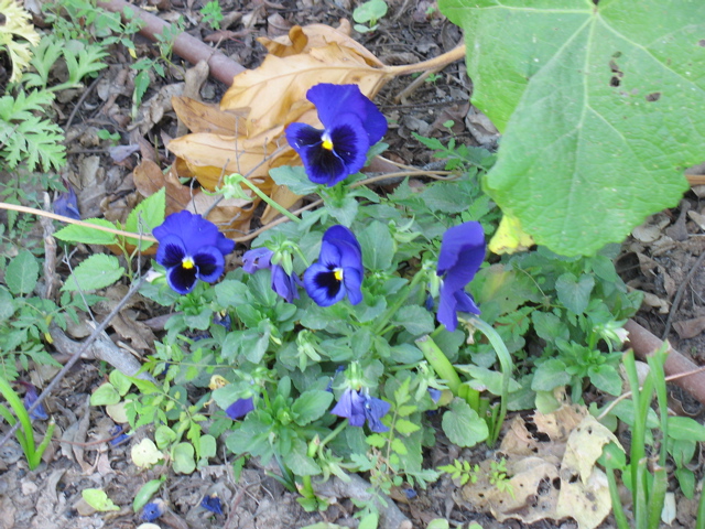 More blue flowers