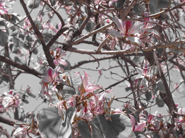 Pink flowers on a tree