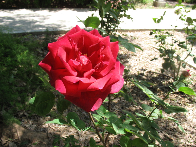 A single red rose
