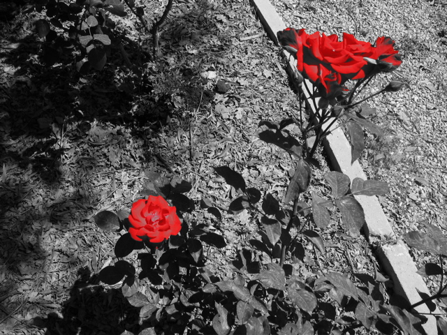 Red roses