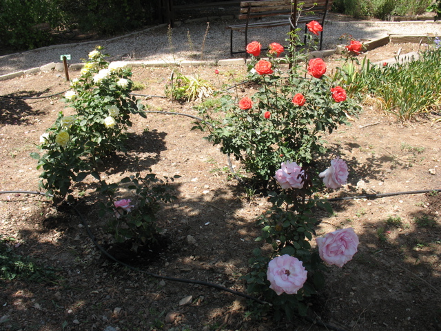 Roses!