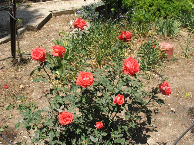 Salmon roses