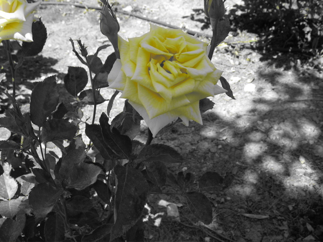 Yellow rose of Texas... in Israel