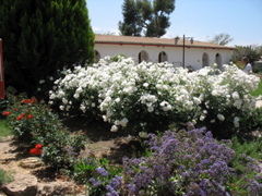 White Roses outside of the first mo'adon