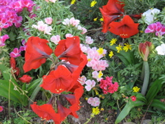Red flowers