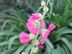 Pink flowers