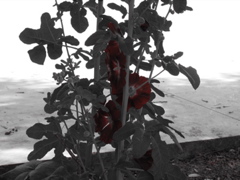 Red flowers outside of the dining room