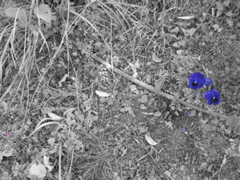 Blue flowers