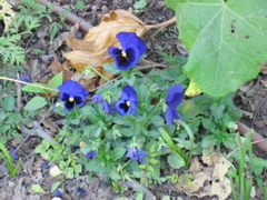 More blue flowers