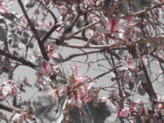 Pink flowers on a tree