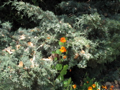 Orange flowers in a bush