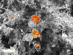 The orange