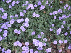 Purple bush flowers